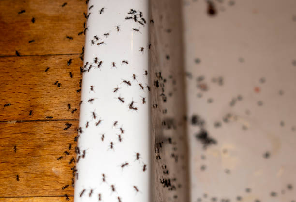 Best Cockroach Control Services  in Niantic, CT