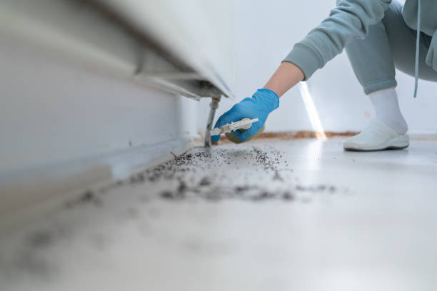 Reliable Niantic, CT Pest Control Solutions